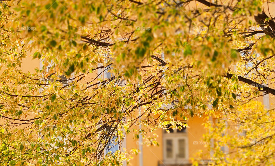 A tree in golden cover