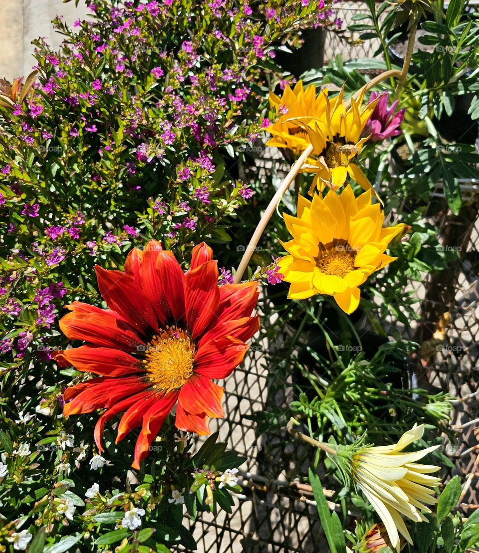 Vibrant and captivating,  the Gazania Rigans or Treasure flower attracts with brilliant orange and yellow hues.