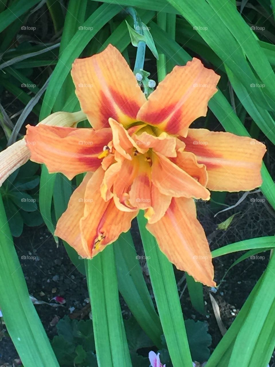 Close up of summer garden flower