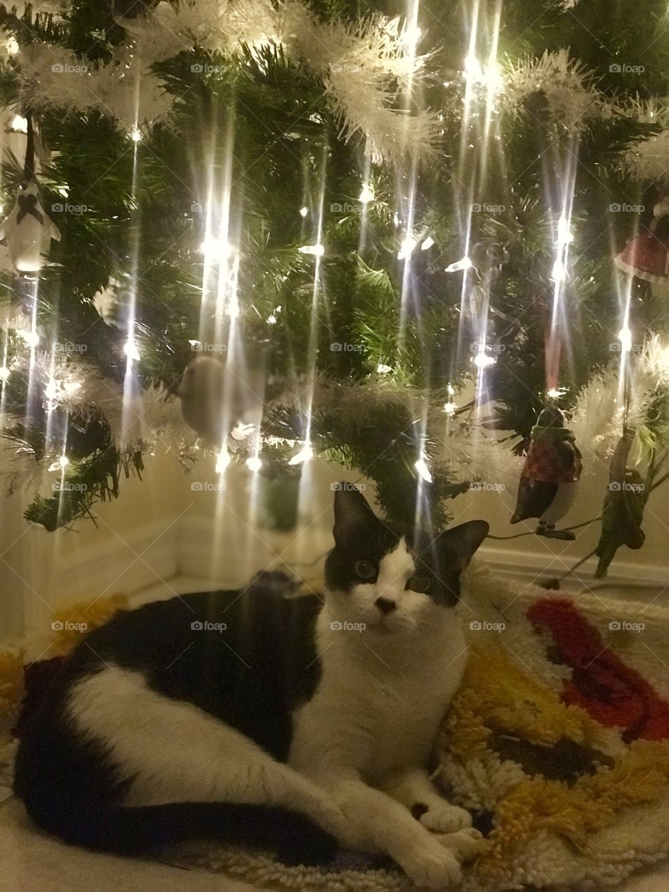Cat at Christmas 
