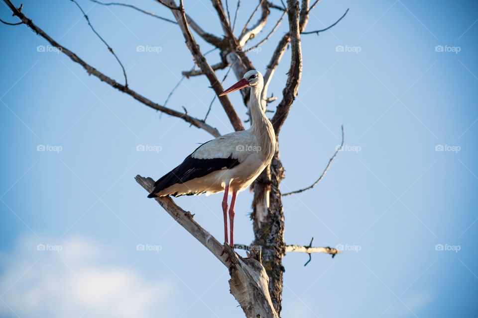 Cigüeña stork aves birds 