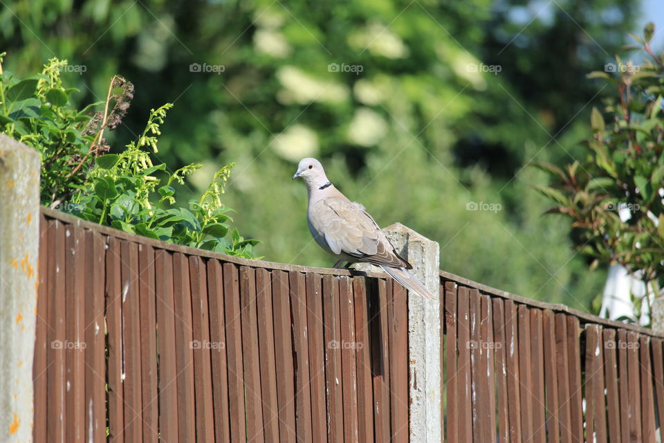 Dove on Fence