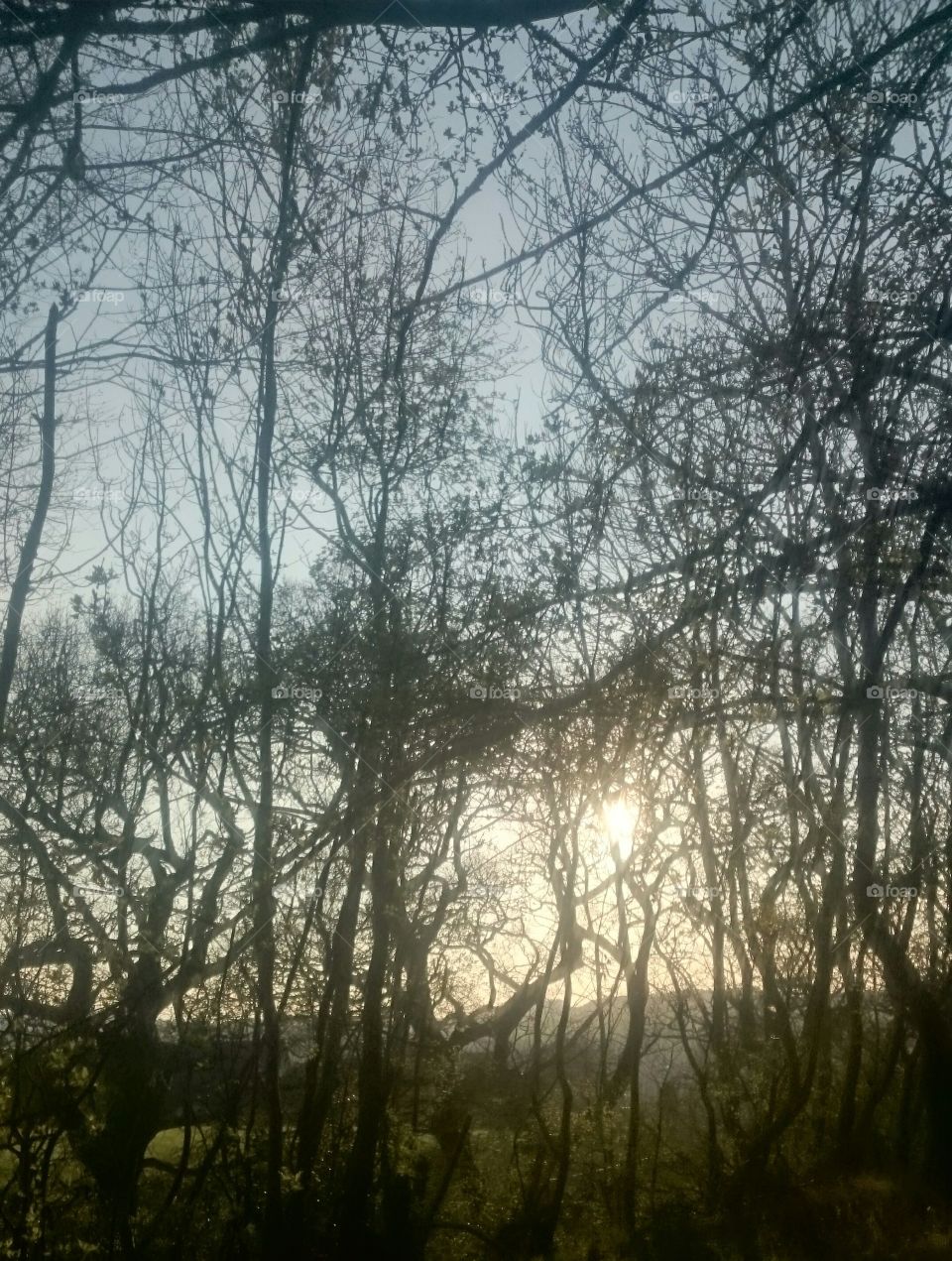 Another one of sun through trees in Jedburgh