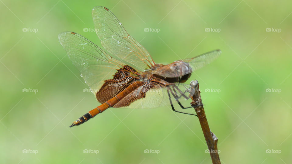 Side view of dragonfly