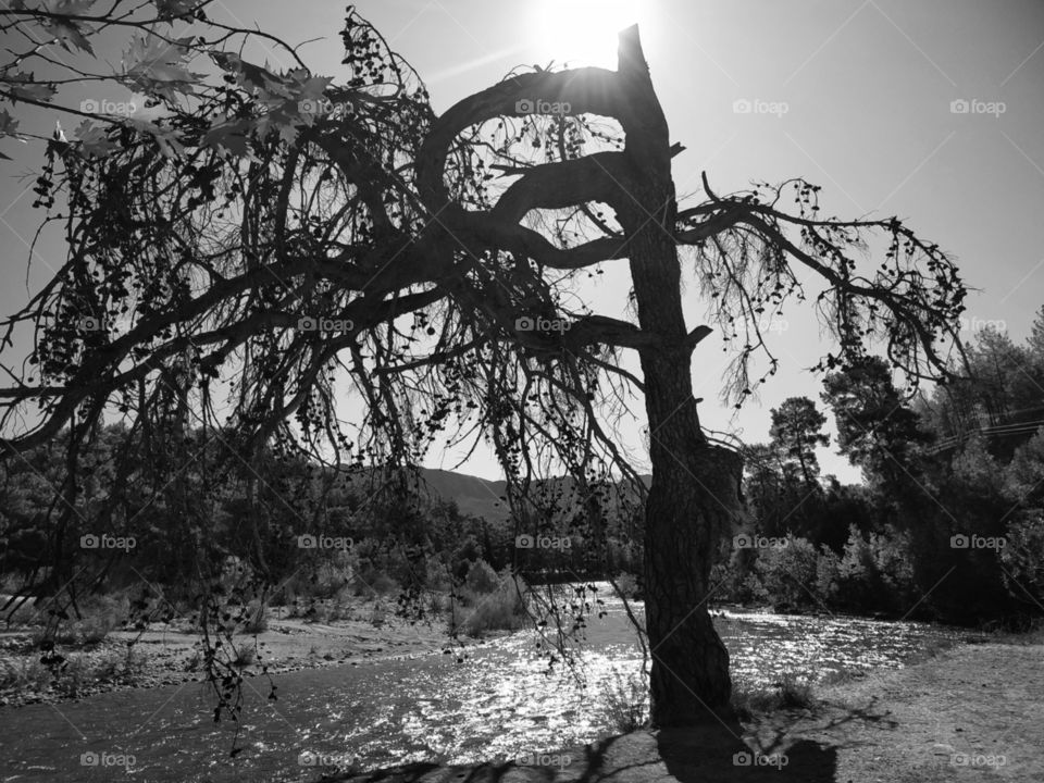 A beautiful tree with a lot of branches with interesting style. With sunlight on top of tree, river next to the tree, mountains and nature behind. Colourless photo.