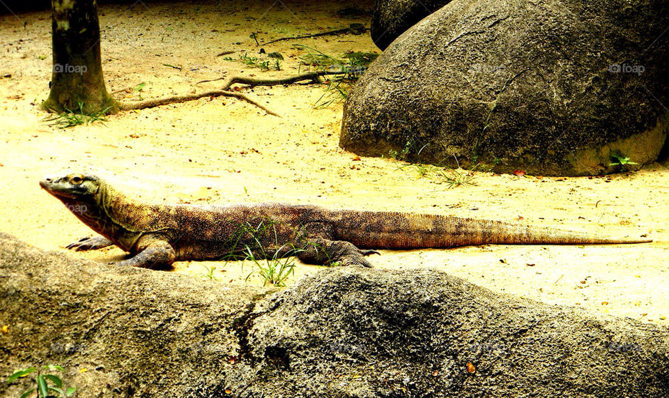 Komodo dragon