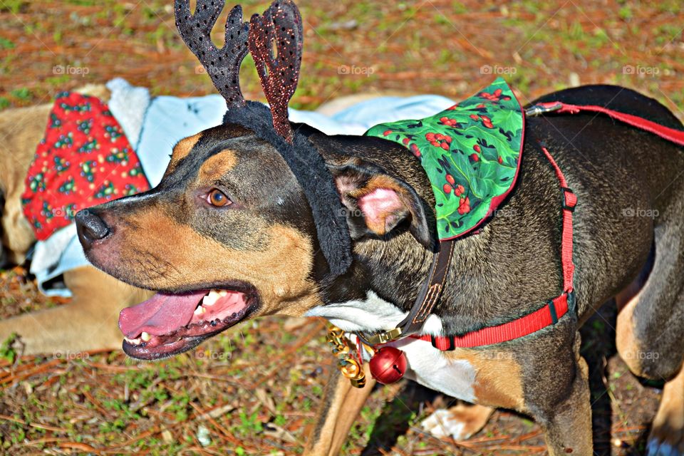 Parades in the USA Foap Missions - RAINDEER Dog - Parade in the USA consist of a procession of people, usually organized along a street, often in costume, and often accompanied by marching bands, floats, or sometimes large balloons.