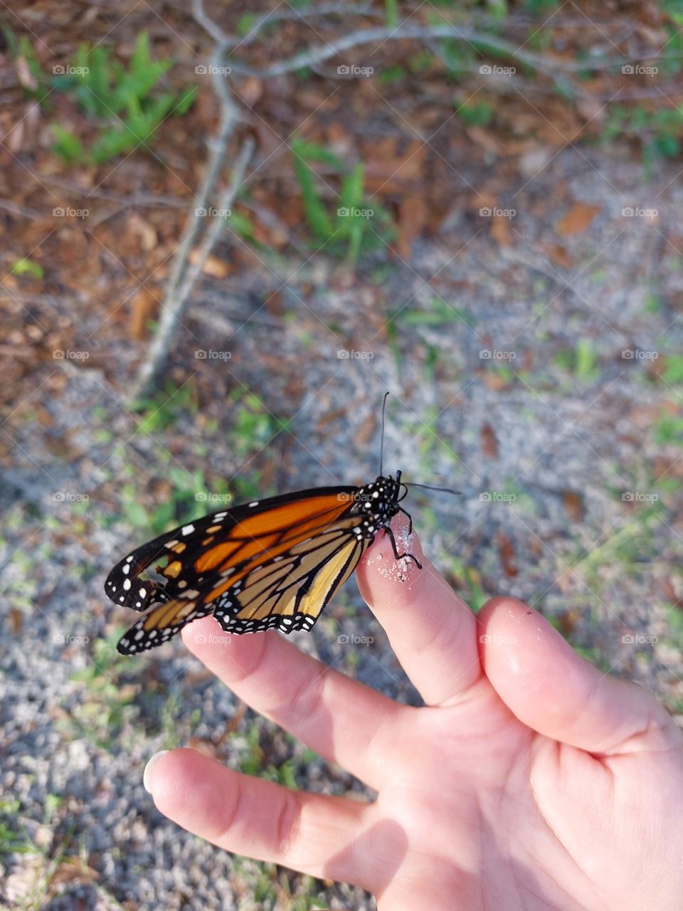 monarch butterfly broken heart wing
