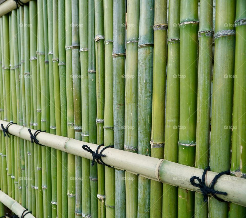 Bamboo fence