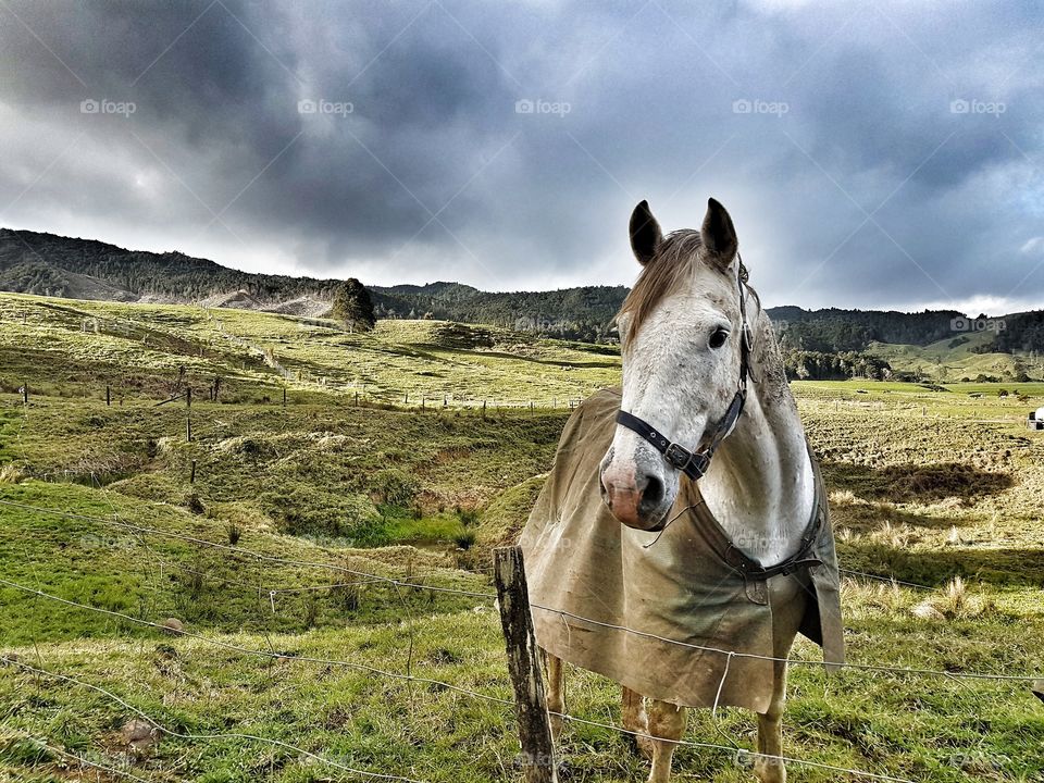 farm horse