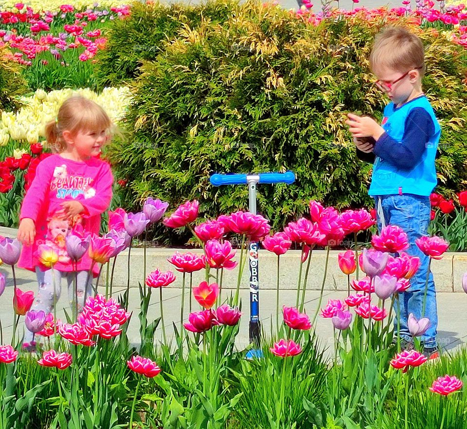 Spring.  Behind the blooming tulips, a girl looks at a boy who is busy on the phone