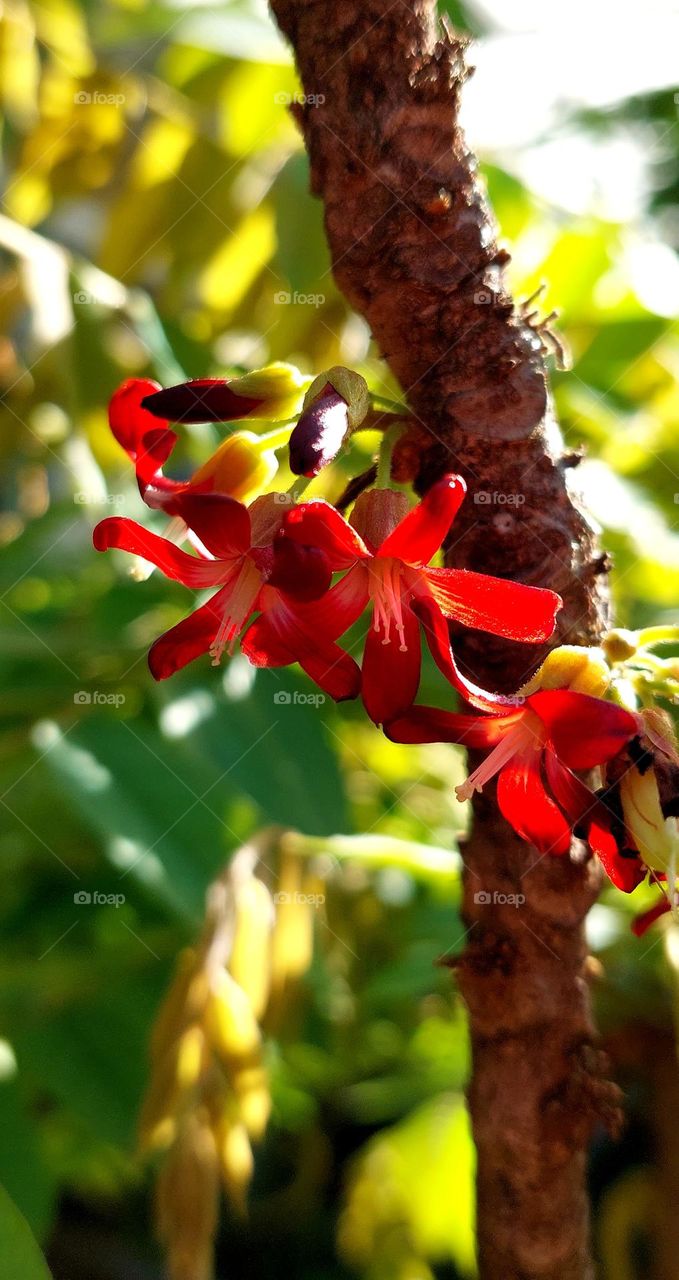 star fruit flowers