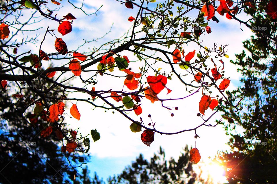 Hearts in the leaves