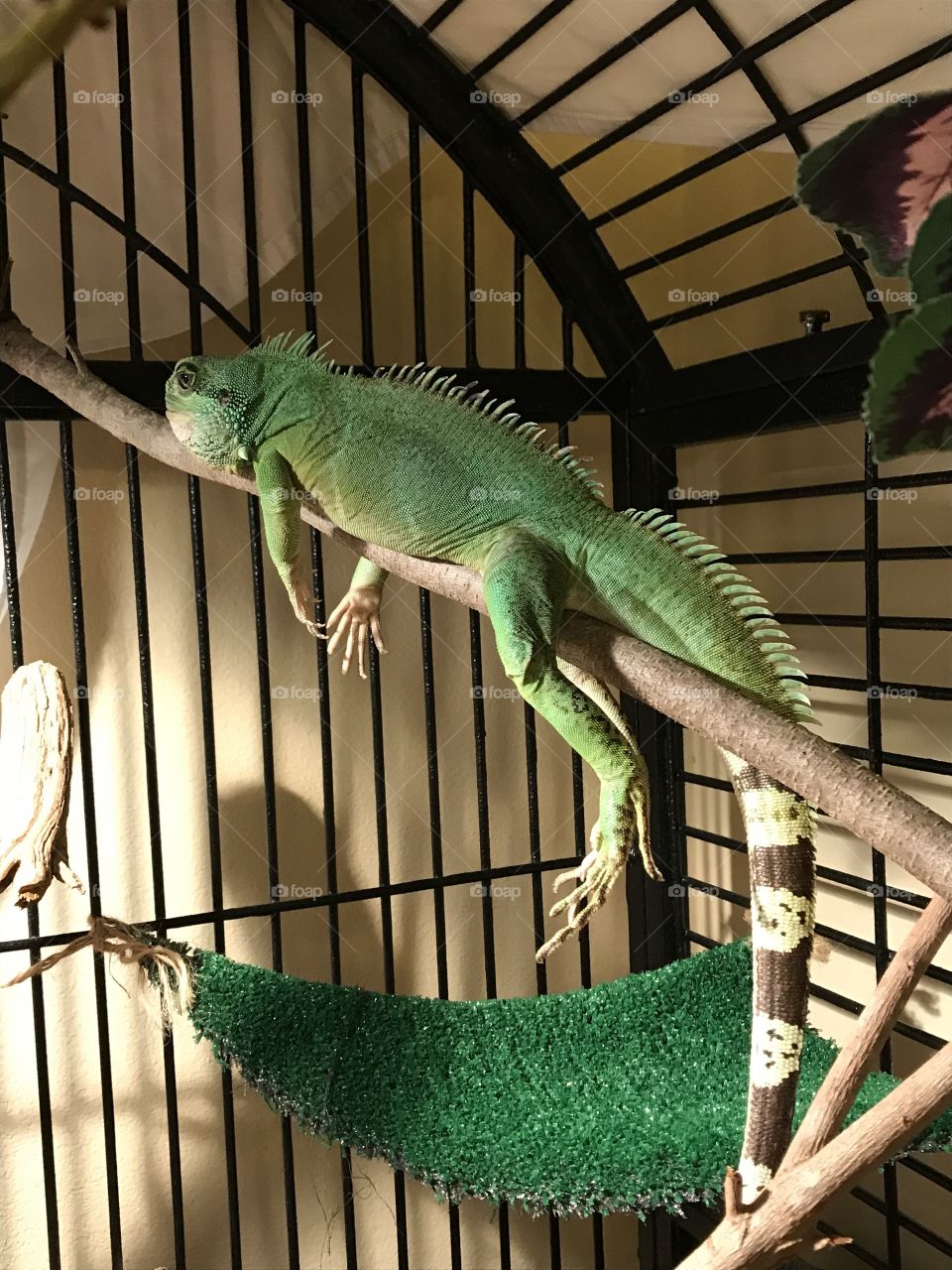 Sleepy lizard