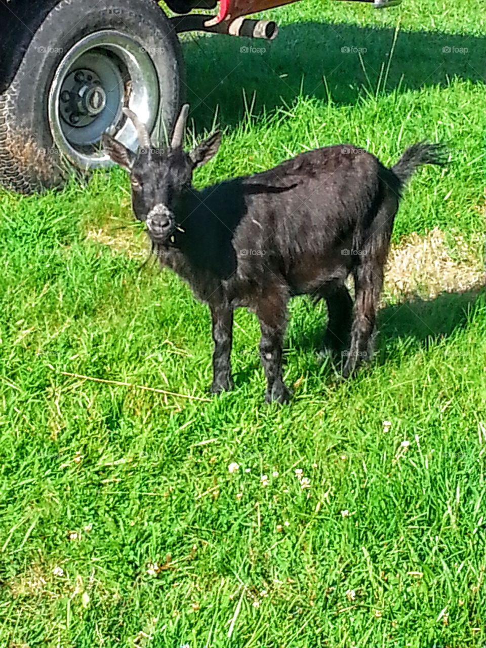 Billy Goat. Mini billy goat that was in our yard.
