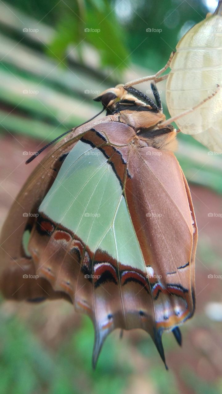 The butterfly that is still perched on the cocoon