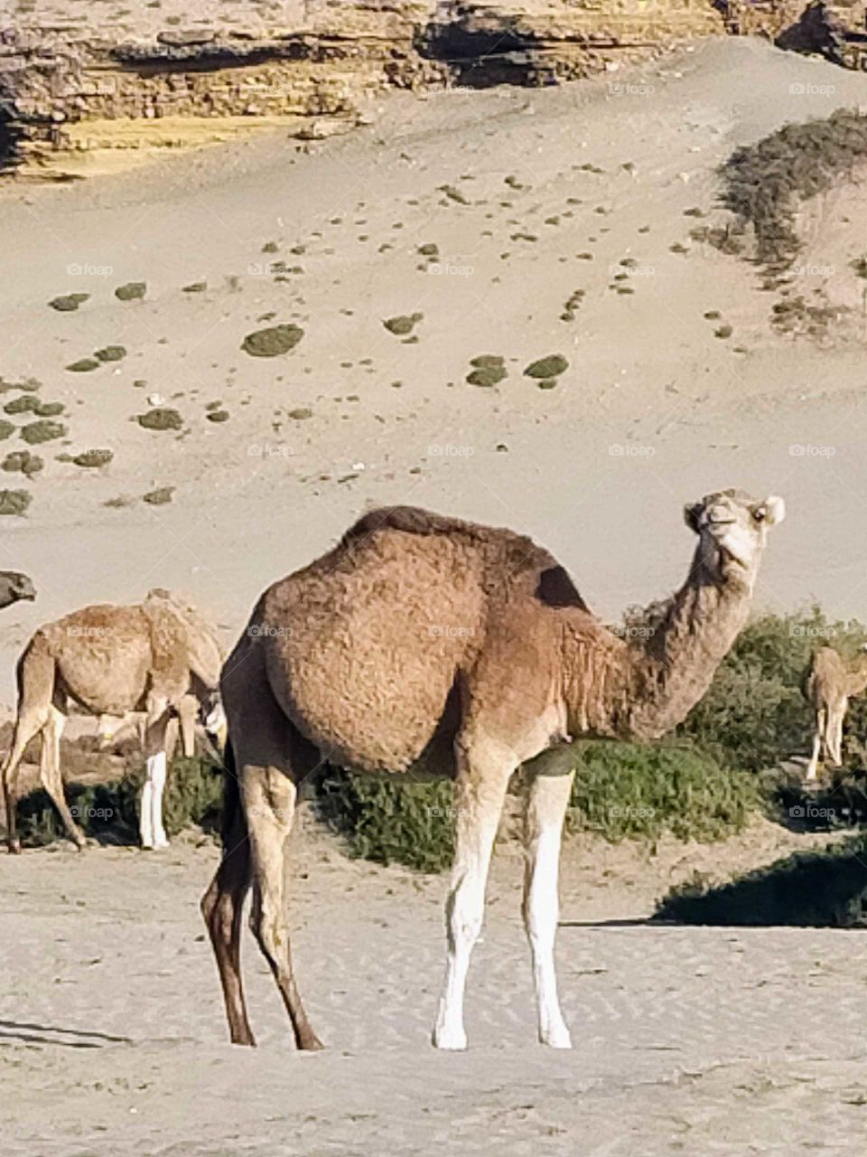 A camel 🐪 in the white beach in the region of Goulimine ,Morocco