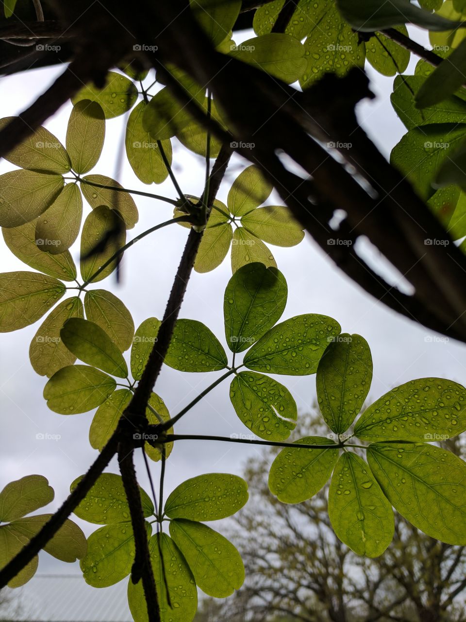 green leaves catching the rain