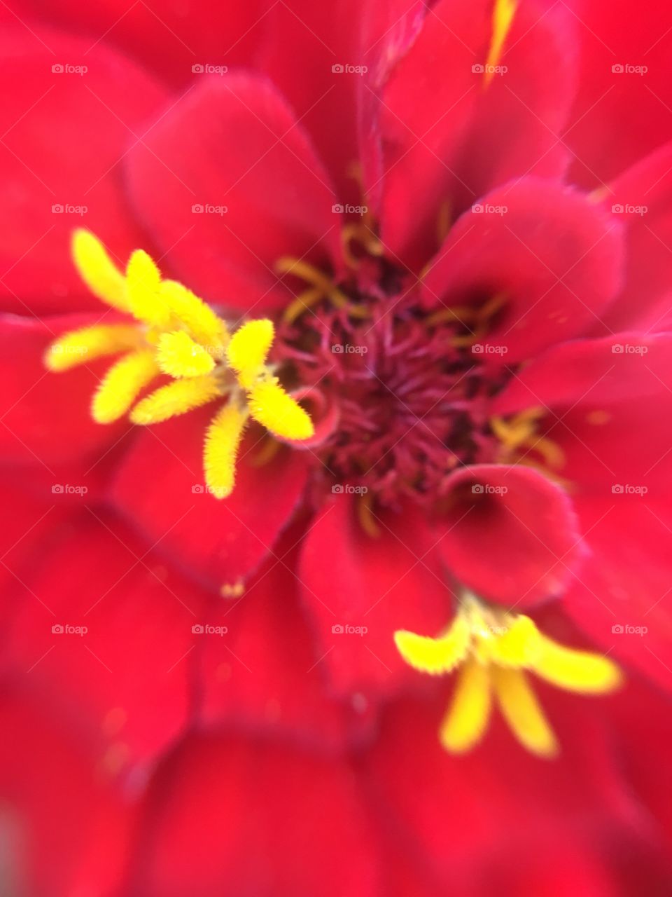 Zinnia closeup