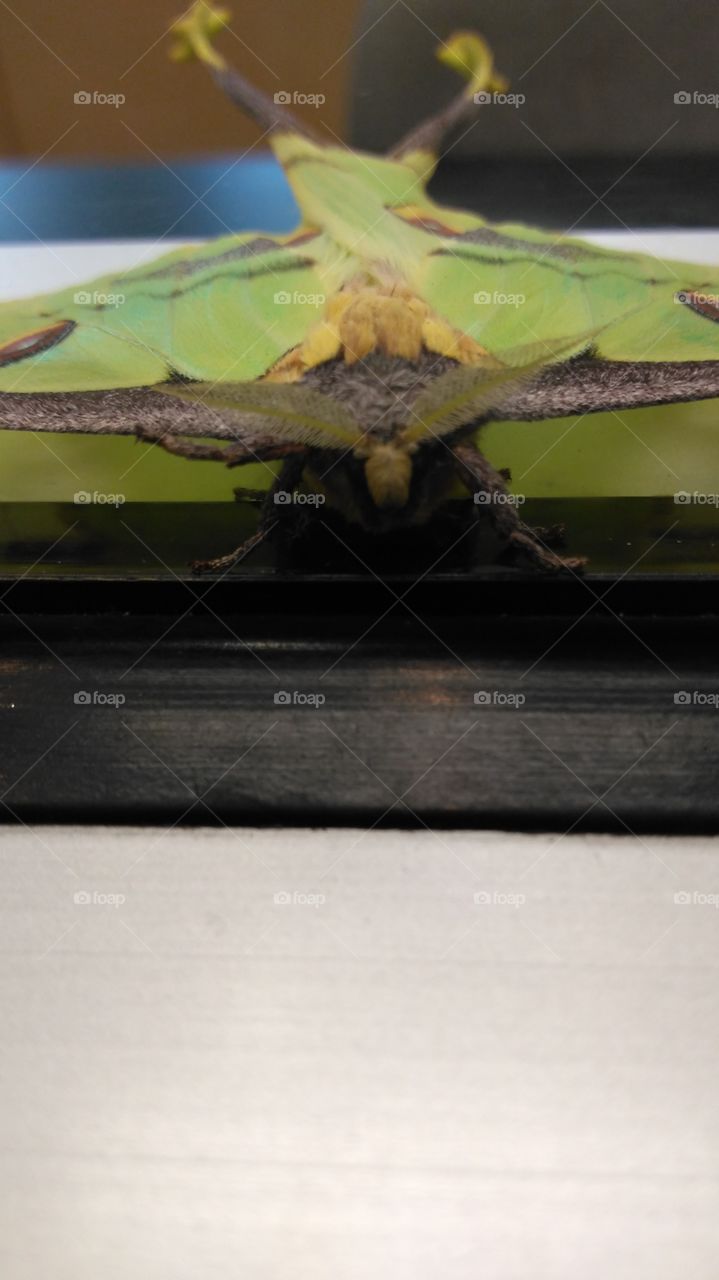 Moth Close Up
