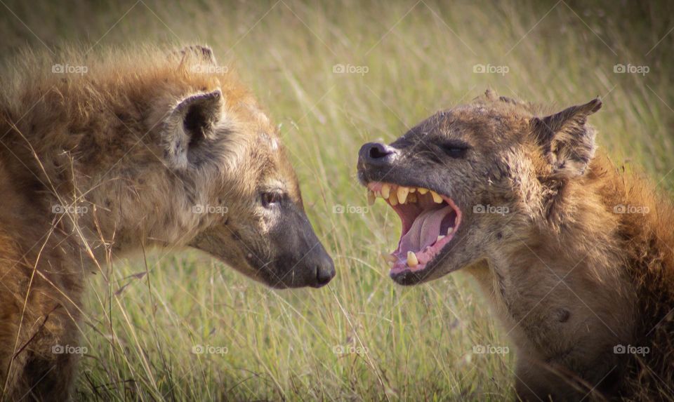You Been Eating Zebra Again? The pecking order is clearly visible.
