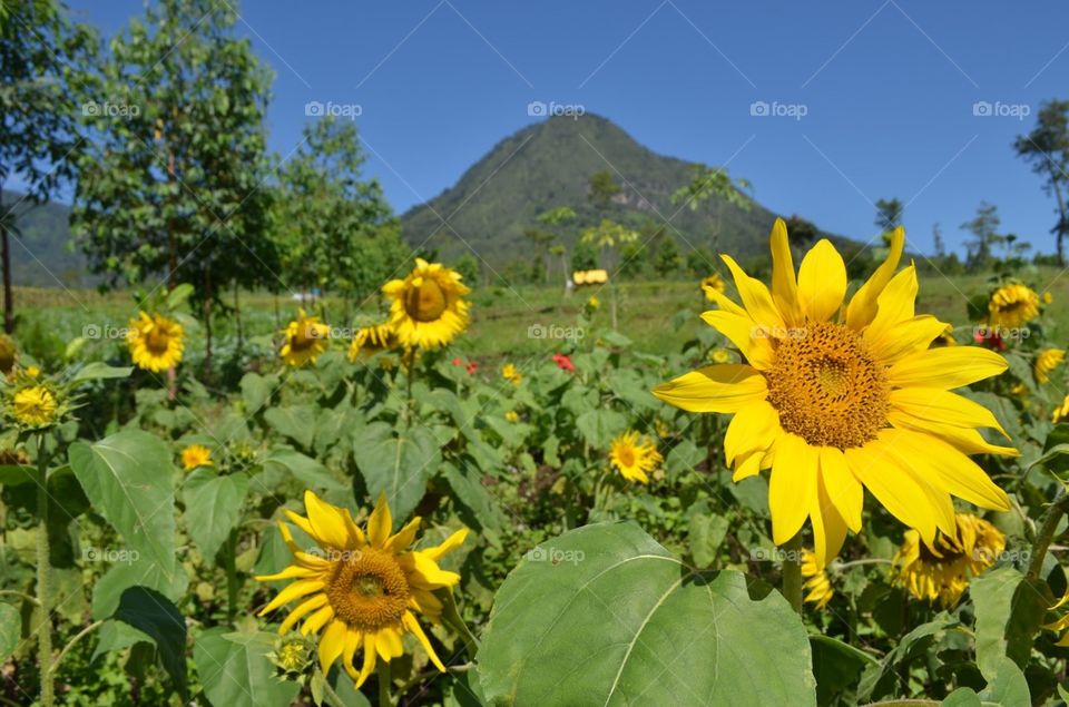 Sunflower Garden 2