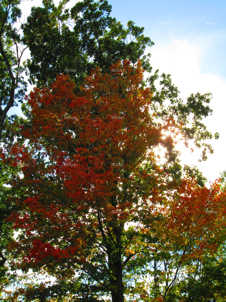 sky nature colors leaves by ashley77