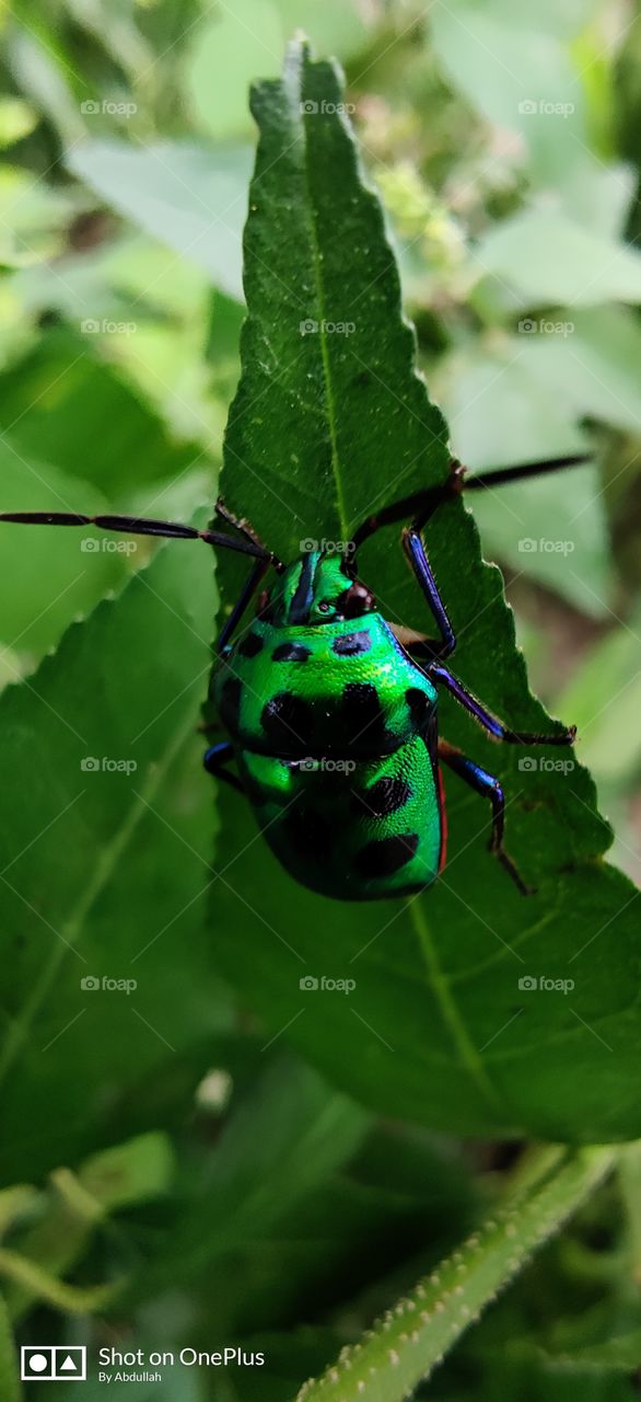colourful bug