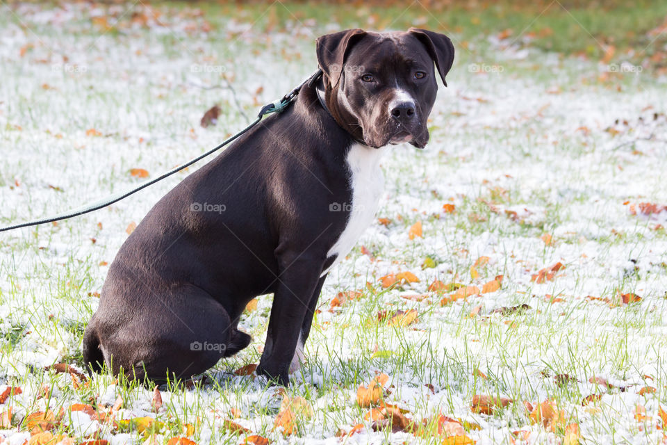 Winter is coming, puppy dog snow in late autumn, första snön hund valp amstaff 