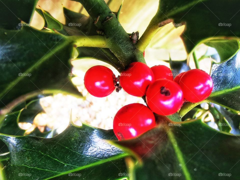 Red berries