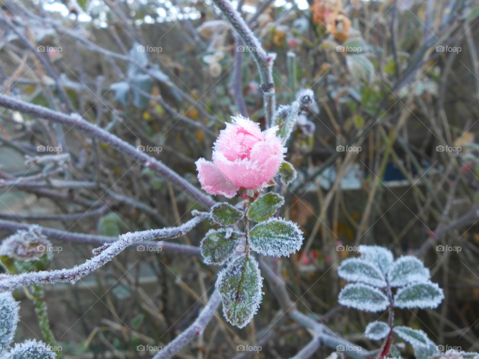 A frozen rose in the garden, winter
