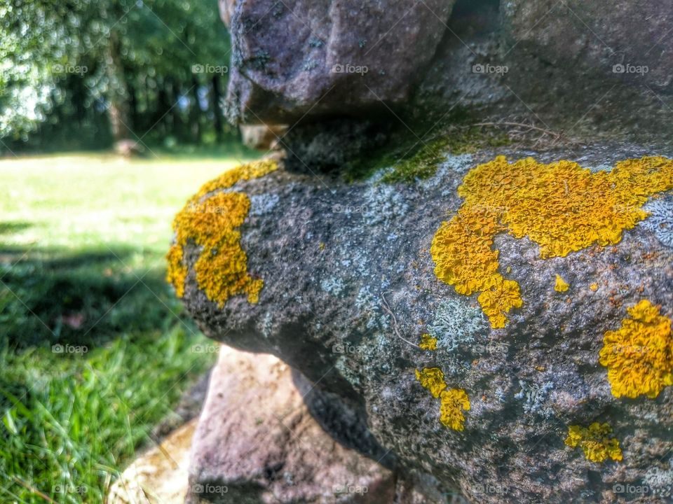 Summer Moss and antiant stone