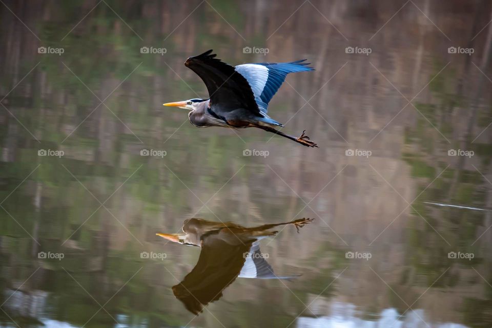 A great blue heron soars effortlessly just above the water’s surface. Lake Johnson Park, Raleigh, North Carolina. 