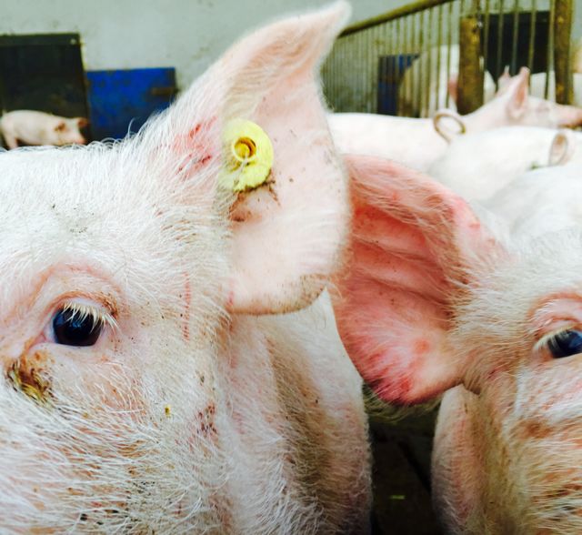Pigs in space