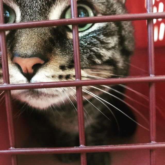 Fletcher goes on a road trip 