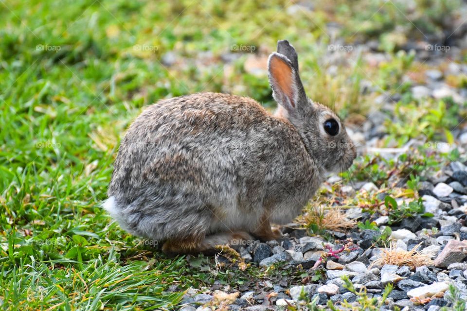 Cottontail rabbit sitting on the grass.