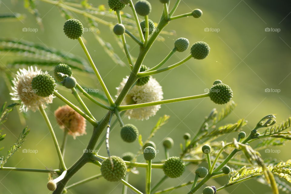 Tiny flower buds