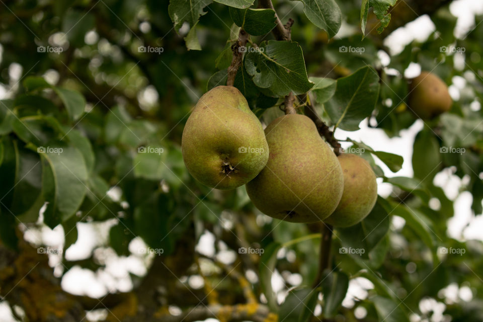 Pears