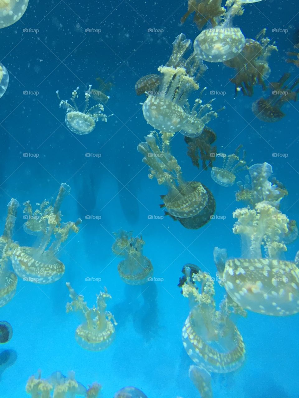 Underwater, Fish, Coral, Jellyfish, Water