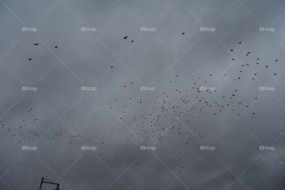 Rain, Abstract, Bird, Sky, No Person