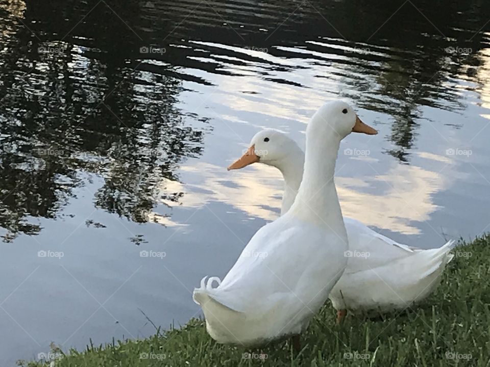 Two white duck friends 
