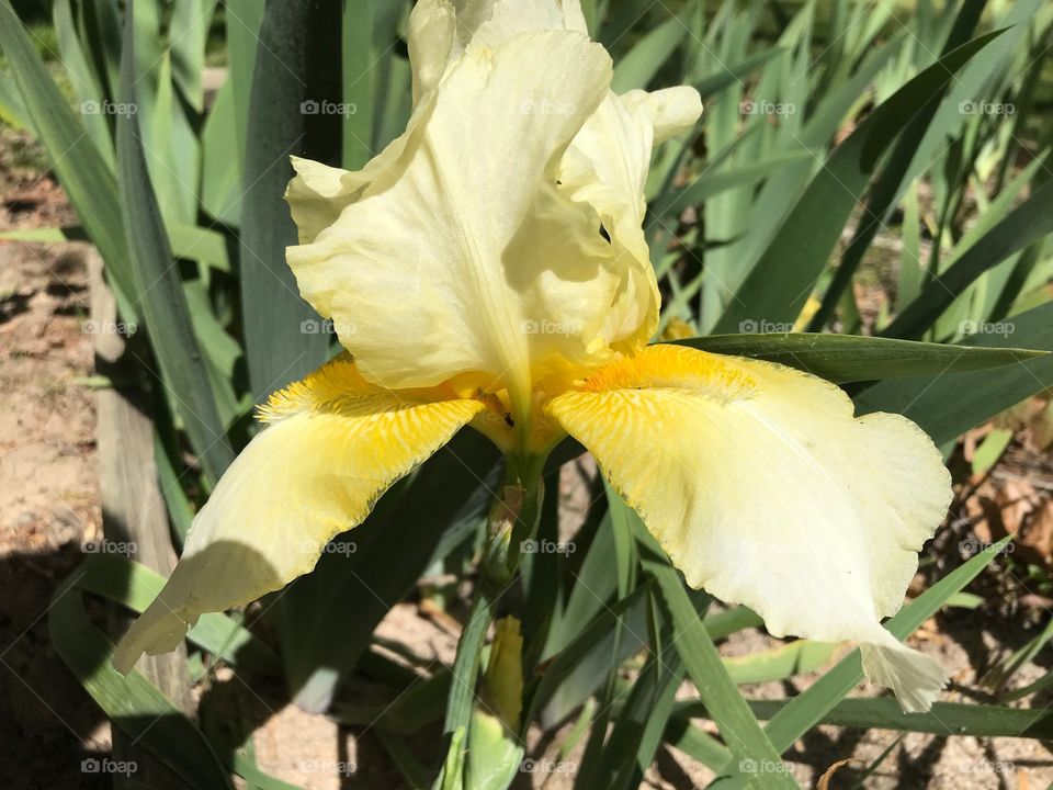 Iris