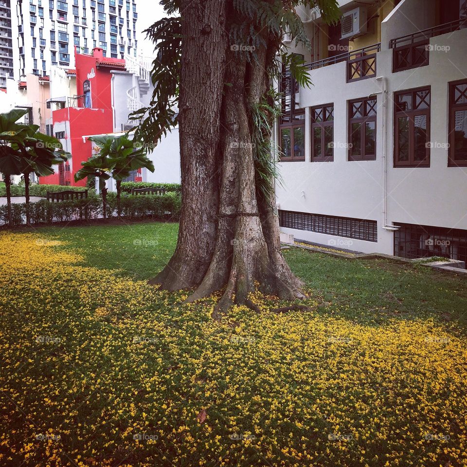 Carpet of yellow flowers and green grass