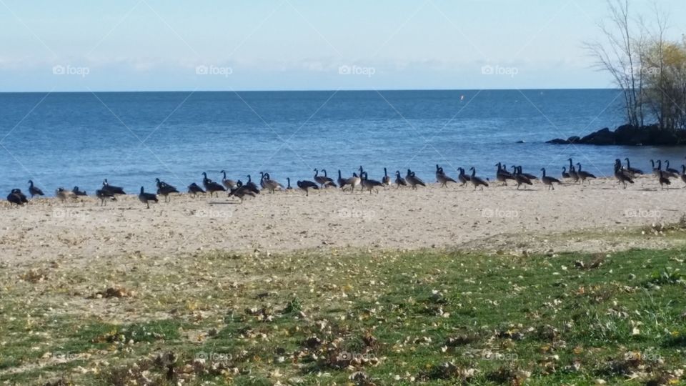 Lots of geese