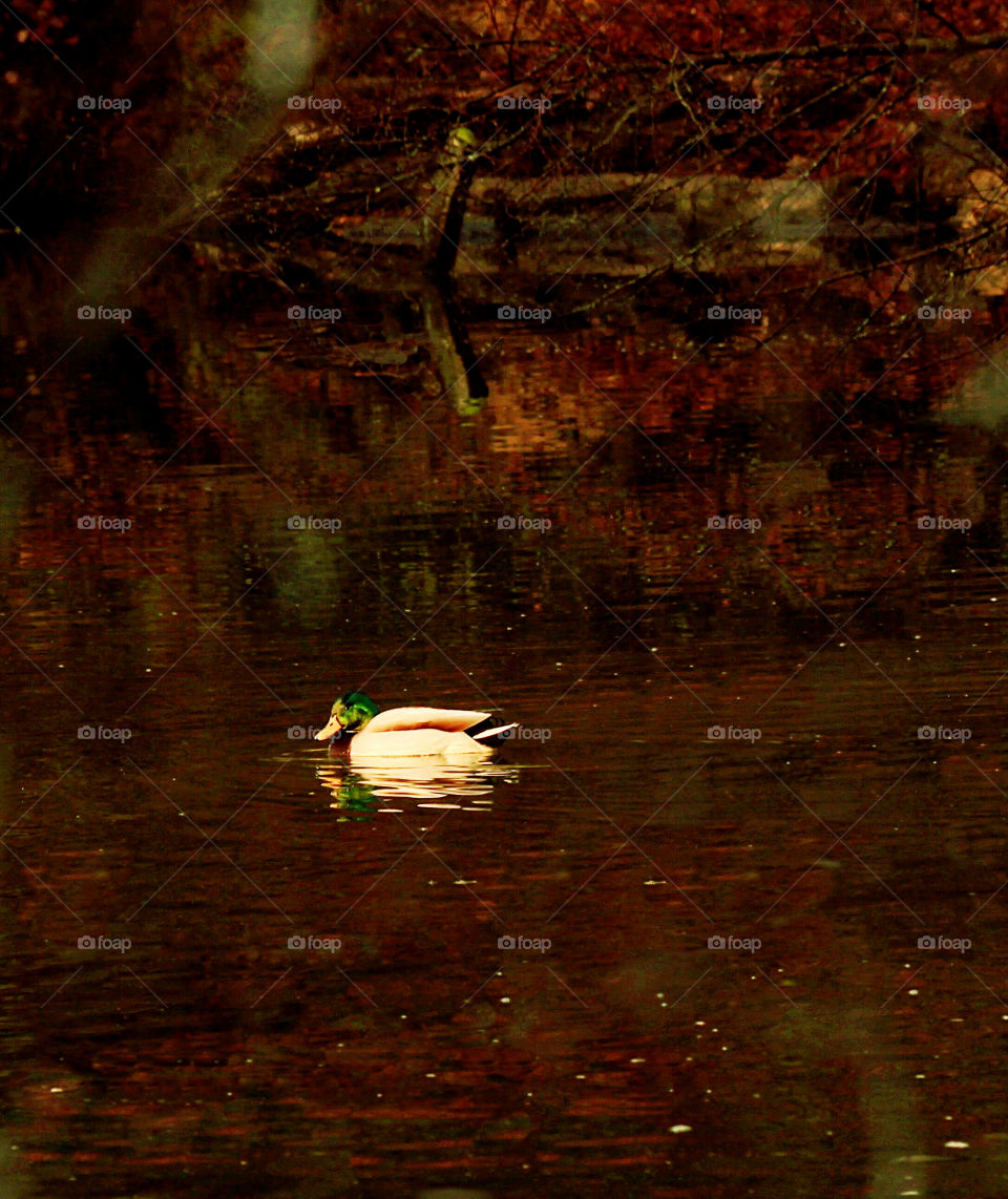 Duck(sunrise in duck heaven)