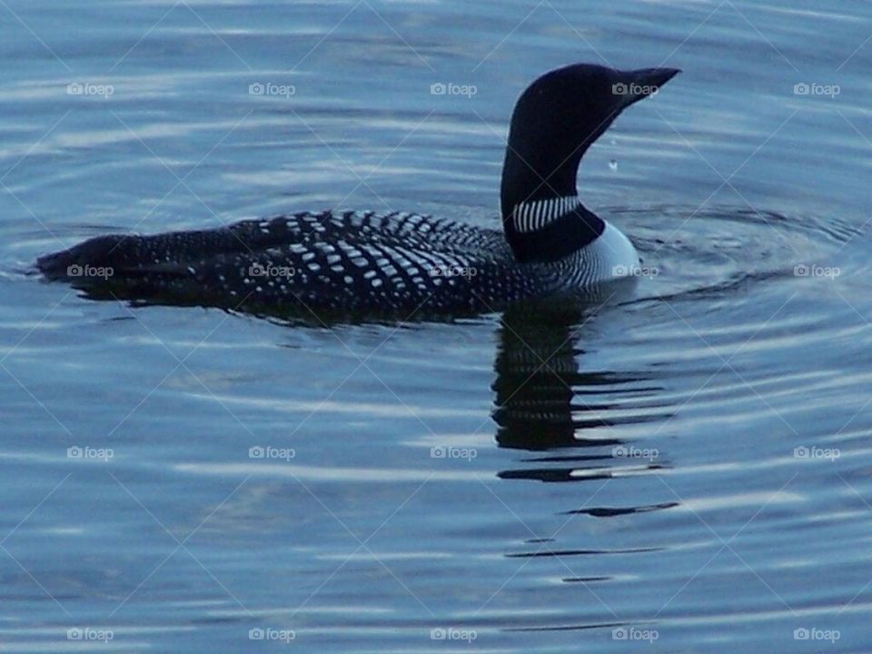 Loon
