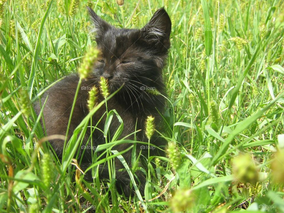 Black kitten in the grass
