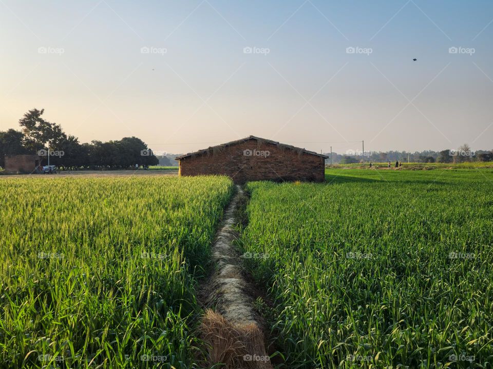 Green grassland