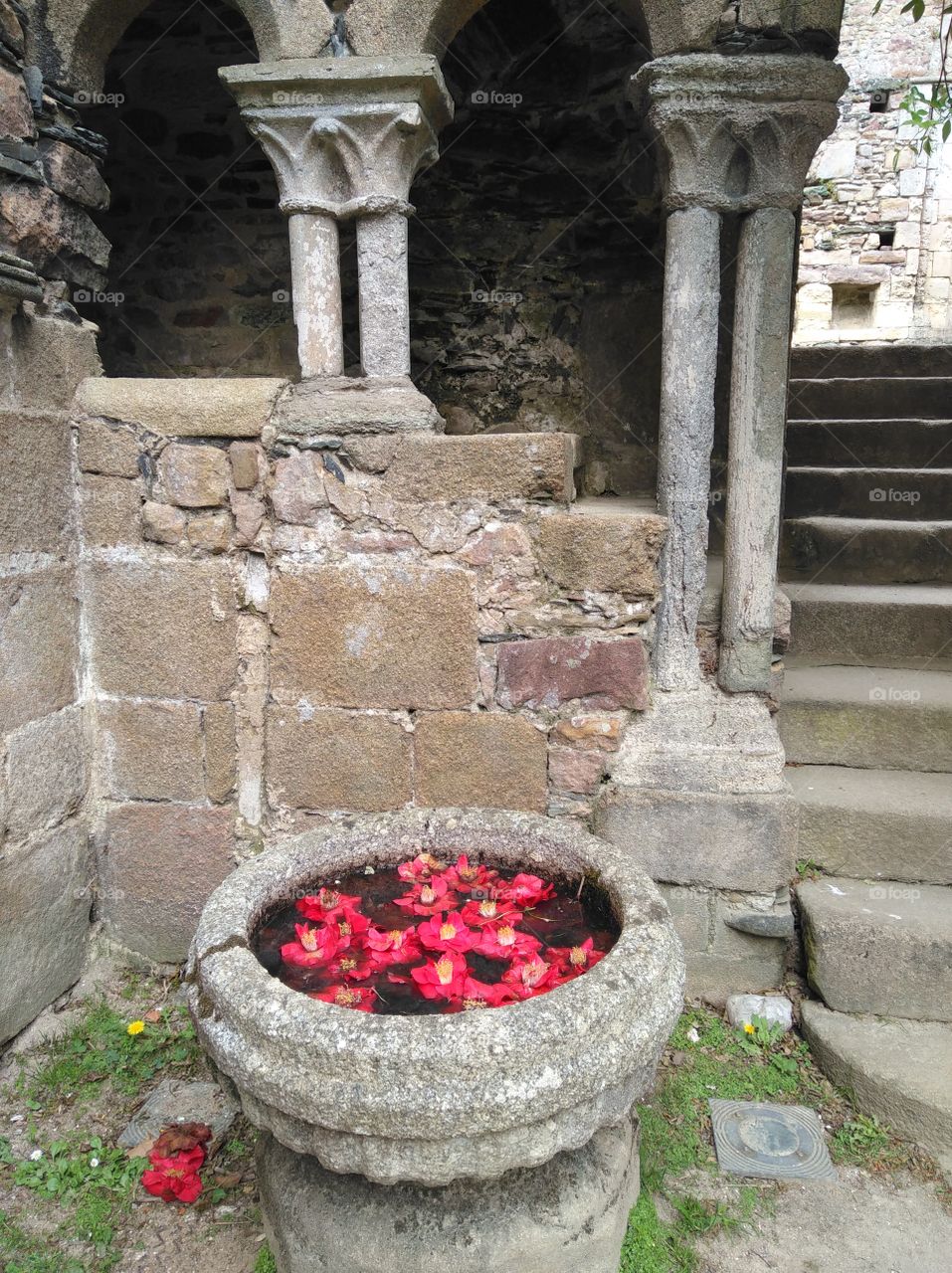 red flowers in the water