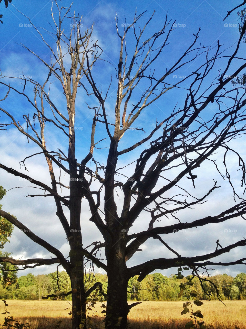 sky blue tree bare by vsusov